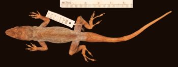 Media type: image;   Herpetology R-110295